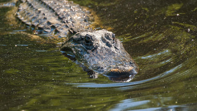 High angle view of crocodile swimming in lake,Pearl River,Louisiana,United States,USA 