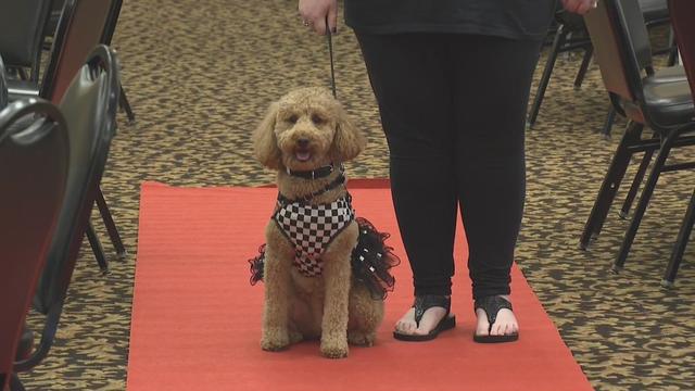 kdka-therapy-dog-fashion-show.jpg 